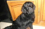 Chien