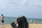 Chien