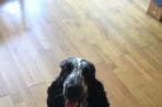 Chien