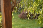 Chien
