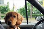 Chien