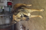 Chien