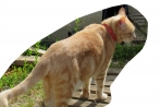 Chien