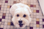 Chien