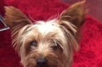 Chien