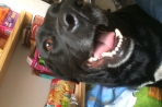 Chien