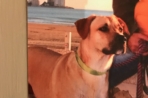 Chien