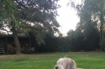 Chien