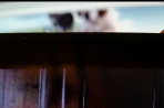 Chien