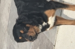 Chien