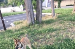 Chien