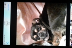 Chien