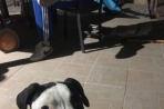 Chien