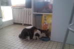Chien