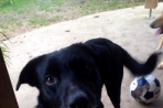 Chien
