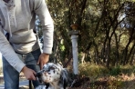 Chien