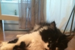 Chien