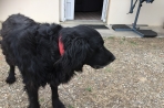 Chien