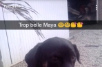 Chien