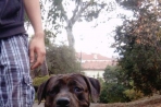 Chien