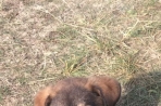 Chien