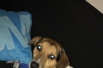 Chien