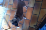Chien