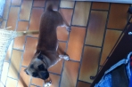 Chien