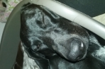 Chien