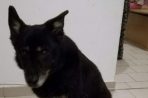 Chien