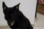 Chien