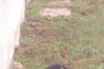Chien