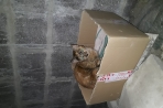 Chien