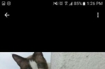 Chien