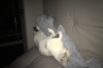 Chien
