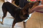Chien