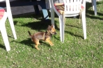 Chien