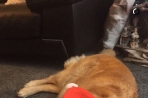 Chien