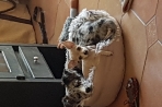 Chien