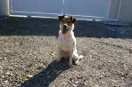 Chien