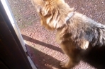 Chien
