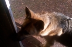 Chien
