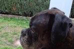 Chien