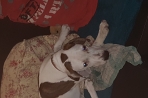 Chien