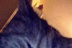 Chien