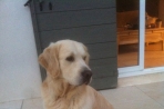 Chien