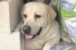 Chien