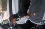 Chien