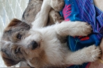 Chien