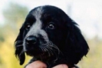 Chien